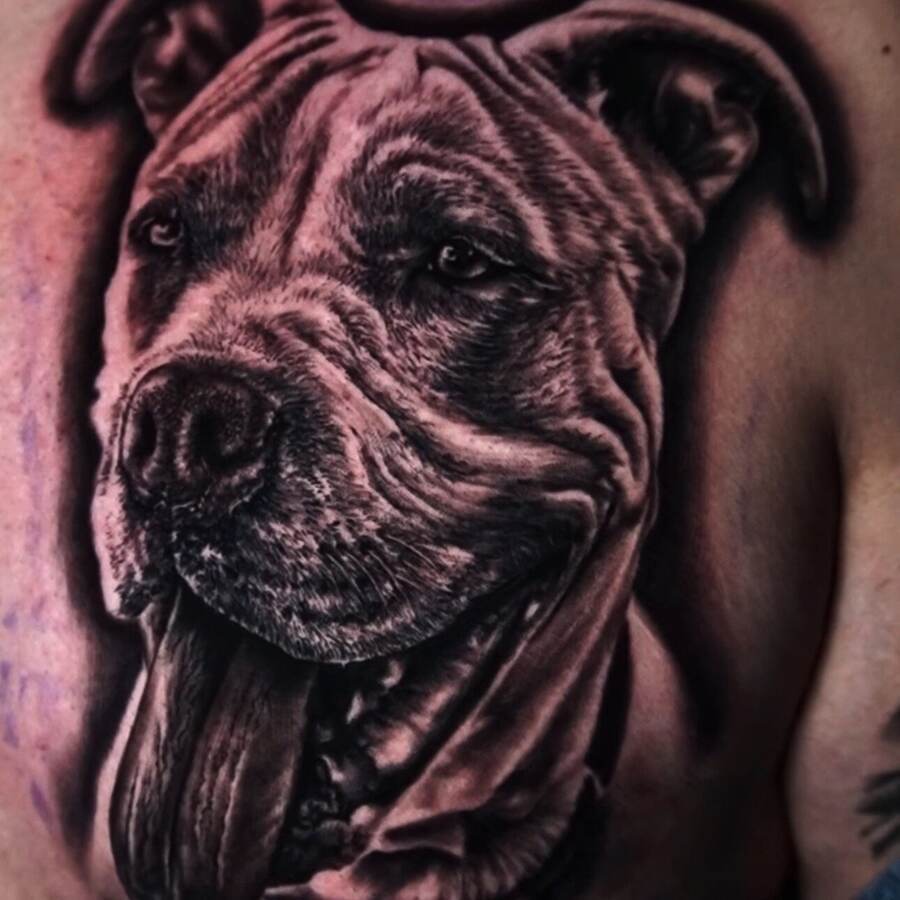 B&G · Pitbull Portrait